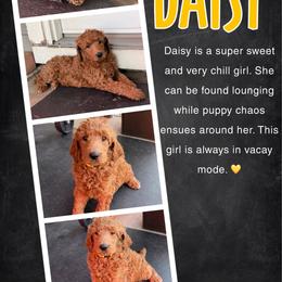 Daisy - Red  female Poodle puppy in Sheridan, California from Renegade Standard Poodles
