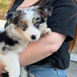 Girl 4 - Blue merle female Miniature Australian Shepherd puppy in Saco, Maine from Wags Family Aussies