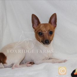 Toy Fox Terrier All Grown Up from Foxridge Farms