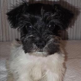 Alfie - Parti male Miniature Schnauzer puppy in Bloomington, California from Michael's Minis