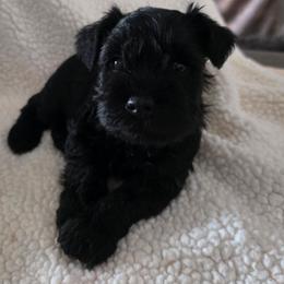 Boy 1 Red - Black male Miniature Schnauzer puppy in Fresno, California from Findell Kennel, LLC