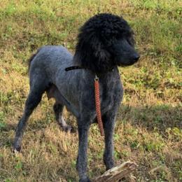 Glacier - Poodle