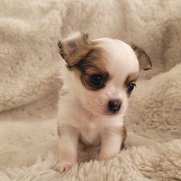 Godiva - Black sabled fawn female Chihuahua puppy in Space Coast, Florida from ChibiChi