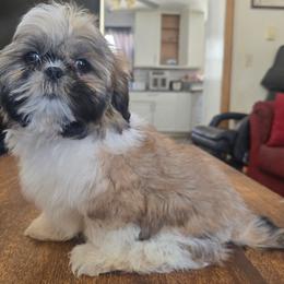 Male 2 - Tricolor male Shih Tzu puppy in Stroudsburg, Pennsylvania from Puppyville Pa Shih Tzu & frenchies