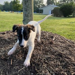 Windsprite Puppies from Propel Windsprites