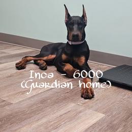 Inca - 6000 - Black and rust female Doberman Pinscher puppy in Aurora, Indiana from Double-Take Doberman Kennels
