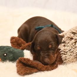 Doberman Pinscher Puppies from Obsidian Kennels