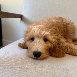 Nash - Apricot male Goldendoodle puppy in Glendale, Arizona from Follow Your Bliss Doodles
