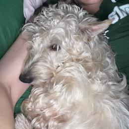 Scottish Terrier puppies from Stefany Farm of Happiness