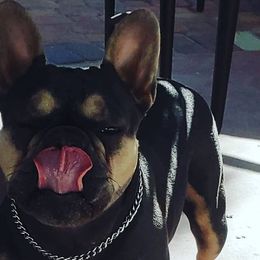 French Bulldogs from Cooking Up A Storm