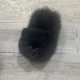 Turbo - Black male Pomeranian puppy in Scottsdale, Arizona from Baby Bear Poms