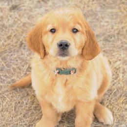 Tito - Golden male Golden Retriever puppy in Bynum, Montana from Summit Canine Breeding