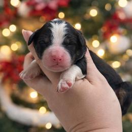 Steve - Tri-color male Bernedoodle puppy in Kilgore, Texas from Furry Tail Doodles