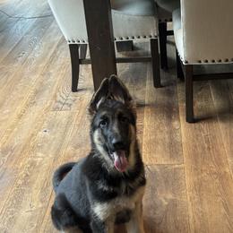 Junie - Black and tan female German Shepherd puppy in Mahopac, New York from Patmar German Shepherds