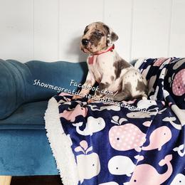 Red Collar - Harlequin male Great Dane puppy in Alton, Illinois from Show Me Great Danes and Basset Hounds