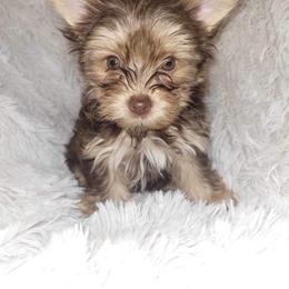 Yorkshire Terrier Puppies from Heart of Georgia Yorkies
