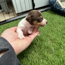 Tink - White and chocolate female Teddy Roosevelt Terrier puppy in Troy, Ohio from Wiggle Wags Miniature American Shepherds