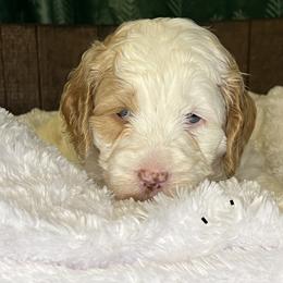 Pink collar girl - Apricot female Australian Labradoodle puppy in Fairfield, California from Twin Sisters Doodles