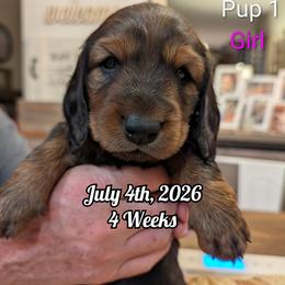 Girl 1 - Red female Dachshund puppy in Bluff City, Tennessee from Sidanelv Dachshunds