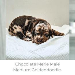 Stormy - Merle male Goldendoodle puppy in Punta Gorda, Florida from Transformation Acres Goldendoodle