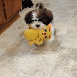 Lhasa Apso Puppies from KarLyn Lhasa Apsos