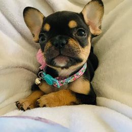 French Bulldog Puppies from TLC Frenchies