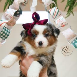 Pancake - Blue merle female Toy Australian Shepherd puppy in Charlestown, Indiana from Hydden Aussies