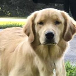 Golden Retrievers from Burchi Woods Goldens