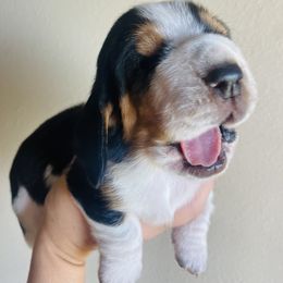 Basset Hound Puppies from Savage Sisters Basset Hounds
