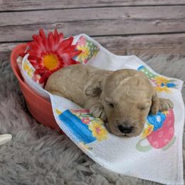 Sunflower - Cream female Poodle puppy in Mongomery, Texas from Celestial Jewels Poodles