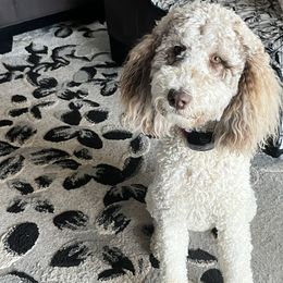 Assorted Doodle Crosses, Goldendoodles, and Poodles from Kava Kennels