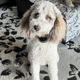 Assorted Doodle Crosses, Goldendoodles, and Poodles from Kava Kennels