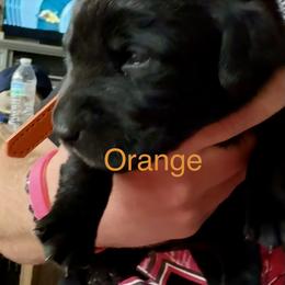 Orange Male - Black male Labrador Retriever puppy in Moore, Oklahoma from Okiehuntinboyz Labrador Retrievers
