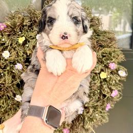 Boy 6 - Blue merle male Bernedoodle puppy in Salt Lake County, Utah from Coco Avenue Pups