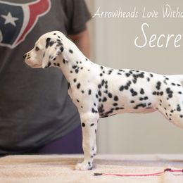 Secret - White and black Dalmatian puppy in Cleveland, Texas from Arrowhead Dalmatians