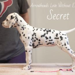 Secret - White and black Dalmatian puppy in Cleveland, Texas from Arrowhead Dalmatians