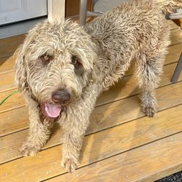 Labradoodles from Country Pups Poodles & Doodles
