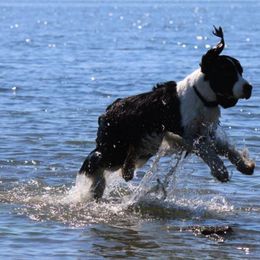 English Springer Spaniels from Journey Kennels