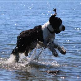 English Springer Spaniels from Journey Kennels