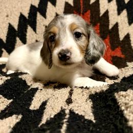 Girl 2 - Dapple female Dachshund puppy in Woodlake, California from Wild West Weenies