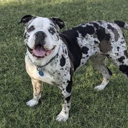 LUCILLE - Alapaha Blue Blood Bulldog