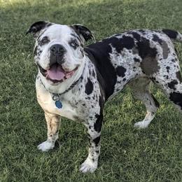 LUCILLE - Alapaha Blue Blood Bulldog