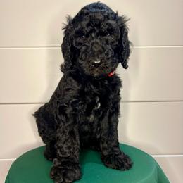 Kingston - Black male Goldendoodle puppy in Macclenny, Florida from Davis's Doodles