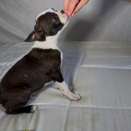 Reilly - Black brindle and white male Boston Terrier puppy in London, Kentucky from Puppy Love
