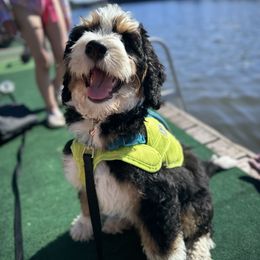 Bernedoodle Puppies from Bern'N Love Doodles