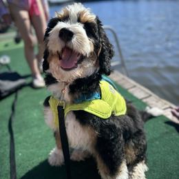 Bernedoodle Puppies from Bern'N Love Doodles