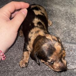 Boy 4 - male Dachshund puppy in Martin, Georgia from Dachshund heaven