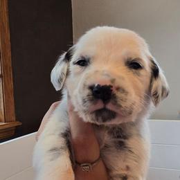 Wave - White and black male Dalmatian puppy in Janesville, Wisconsin from Legacy Dalmatians