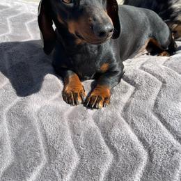 Pipsi - Dachshund