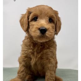 Jimmy - Apricot male Australian Labradoodle puppy in Sacramento, California from Little Farmstead Labradoodles